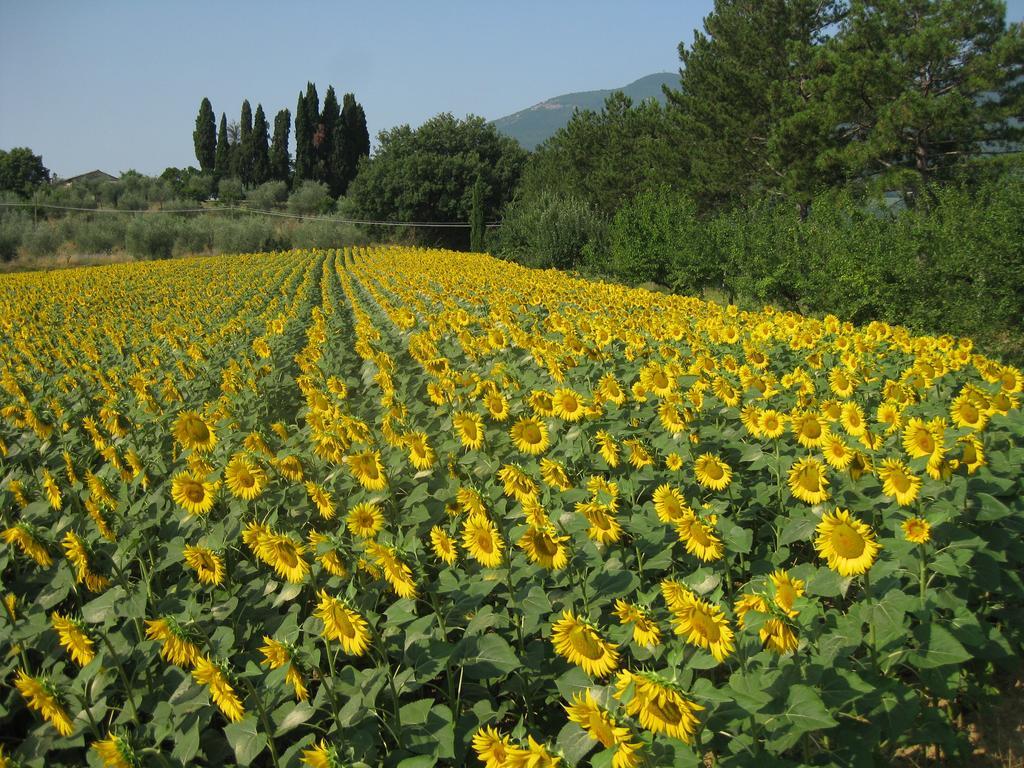 Agriturismo Il Caio Cetona Dış mekan fotoğraf
